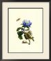 Garden Treasures Vii by Maria Sibylla Merian Limited Edition Print