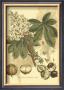 Antique Horse Chestnut Tree by John Miller (Johann Sebastien Mueller) Limited Edition Pricing Art Print