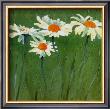 White Daisies by Teo Malinverni Limited Edition Pricing Art Print