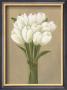 White Tulips In String by Cuca Garcia Limited Edition Pricing Art Print