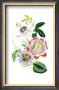 Flowers by Louise Anne Twarmley Limited Edition Print