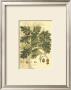 Antique Oak Tree by John Miller (Johann Sebastien Mueller) Limited Edition Print