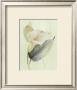 Calla Lily Iii by Paul Hargittai Limited Edition Print