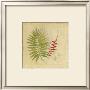 Botanical Study Ii by Avery Tillmon Limited Edition Print