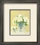 White Flowers In Square Vase by David Col Limited Edition Pricing Art Print