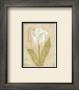 White Flower by David Col Limited Edition Pricing Art Print