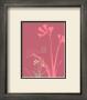Scented Silhouette Iii by Kate Knight Limited Edition Print