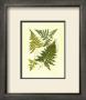 Fern With Crackle Mat I by Samuel Curtis Limited Edition Print