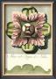 Pastel Rosettes I by Carlo Antonini Limited Edition Pricing Art Print