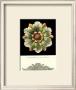 Antique Rosette X by Carlo Antonini Limited Edition Print