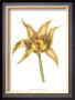 Tulip Beauty Vi by Jennifer Goldberger Limited Edition Pricing Art Print