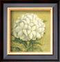 White Flower by Alejandro Mancini Limited Edition Print
