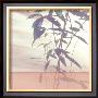 Bamboo Square I by Suzie Pibworth Limited Edition Print