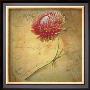 Little Strawflower by Sally Wetherby Limited Edition Pricing Art Print