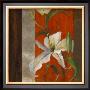 Lily In Bloom Ii by Lanie Loreth Limited Edition Print