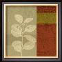 Plant Study Ii by Paula Scaletta Limited Edition Print