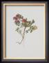 Small Boxwood by Moritz Michael Daffinger Limited Edition Print