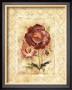 Rose Radiance by Richard Henson Limited Edition Print