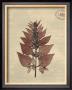 Leaf Study I by Paula Scaletta Limited Edition Print
