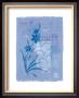 Iris Series Iv, Campanula by Lynn Fotheringham Limited Edition Print