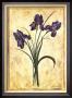 Moroccan Iris by Richard Henson Limited Edition Print