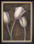 Luminous Tulips by Mandy Boursicot Limited Edition Pricing Art Print