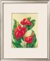 Anthurium Ii by Ted Mundorff Limited Edition Pricing Art Print