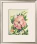 Pink Hibiscus by Ted Mundorff Limited Edition Pricing Art Print