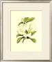 Magnolia Blossom by Silva Limited Edition Print