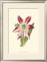 Amaryllis Blooms Iv by Van Houtteano Limited Edition Print