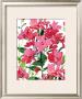 Pink Border Beauty by Martha Collins Limited Edition Pricing Art Print