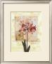 Amaryllis Ii by G.P. Mepas Limited Edition Pricing Art Print