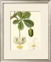 Tropicals Ii by Turpin Limited Edition Print