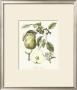 French Pear Study I by Francois Langlois Limited Edition Print