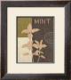Local Mint by Marco Fabiano Limited Edition Print