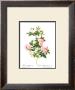 Rose, Multiflora Carne by Pierre-Joseph Redoute Limited Edition Print