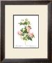 Rose, Multiflora Carne by Pierre-Joseph Redouté Limited Edition Pricing Art Print