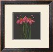 Petite Rose by Jocelyne Anderson-Tapp Limited Edition Print
