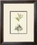 Seaweed Iv by Henry Bradbury Limited Edition Print
