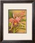Pink Cattleya by Hale Pua Studio Limited Edition Pricing Art Print