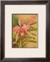 Pink Cattleya by Hale Pua Studio Limited Edition Print