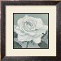 White Rose by Franz Heigl Limited Edition Print