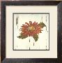 Red Daisy I by Grace Pullen Limited Edition Pricing Art Print