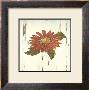 Red Daisy I by Grace Pullen Limited Edition Print