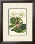 Gloxinia Garden Iv by Van Houtt Limited Edition Pricing Art Print