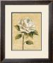 Elegant Rose by Silvia Vassileva Limited Edition Pricing Art Print