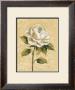 Elegant Rose by Silvia Vassileva Limited Edition Print