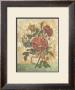Antiquarian Roses by Tiffany Bradshaw Limited Edition Print