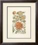 Flowers by Sir John Hill Limited Edition Pricing Art Print