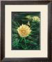 Blooming Cereus With Full Moon by Ted Mundorff Limited Edition Pricing Art Print